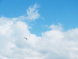 Heavenly sky. Bird fly in white fluffy clouds.