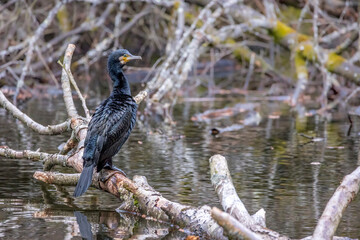 A great black cormorant sitting on a tree in a pond called Jacobiweiher next to Frankfurt, Germany at a sunny evening in winter.