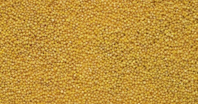 Closeup millet groats rotation, background, texture. Slow motion 50fps, zoom effect. Food background.
