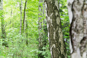 Green spring background with birch bark in foreground. Selective focus. Natural background with copy space.