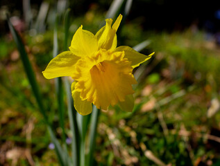 Fototapeta premium Yellow narcissus flower in the meadow. Yellow flower illuminated by the sun with the background out of focus.