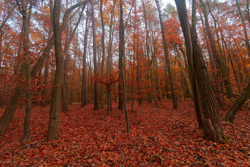 autumn forest in the morning