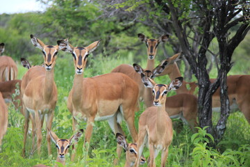 Naklejka na ściany i meble A herd of female Impala's in a conservation park in Africa, Namibia.