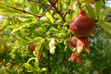 Punica granatum