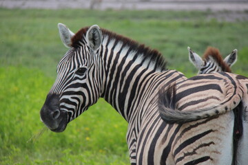 Fototapeta na wymiar A Zebra in a conservation park in Africa, Namibia.