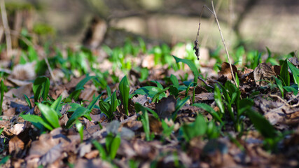 grass