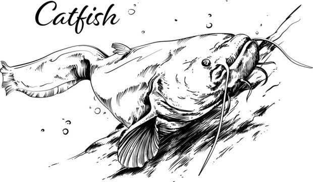 1 1 件の最適な リアル魚イラスト 画像 ストック写真 ベクター Adobe Stock