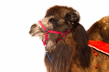 Animal camel brown fluffy, long hair, domesticated pet isolated on white background.