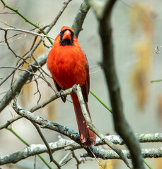 Cardinal 