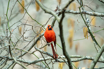 Cardinal 