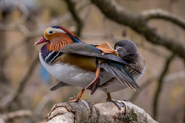 Beautiful mandarin duck couple standing on a tree in a little pond called Jacobiweiher not far away from Frankfurt, Germany at a cold day in winter.