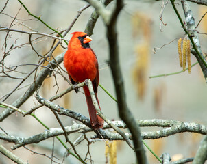 Cardinal 