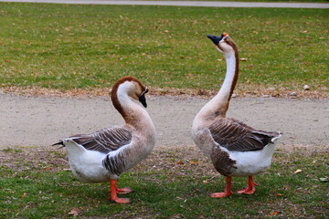 Höckergänse im Schlosspark