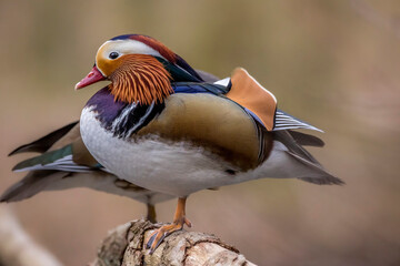 Portrait close-up of a beautiful mandarin duck, standing on a tree in a little pond called Jacobiweiher not far away from Frankfurt, Germany at a cold day in winter.