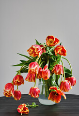 Glass jar with a bouquet of fading beautiful red-yellow tulips against the background of a white wall, on a black wooden table.