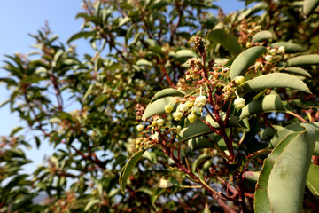 The flowers of a western strawberry tree on the Mediterranean Sea