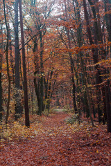 Forest in autumn in Germany