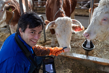 Veterinarian checking cow's pregnancy with ultrasound device
