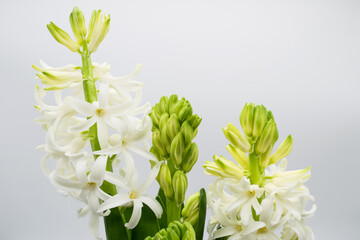 Hyacinth flower. Close-up view of white hyacinth flowers on a light background