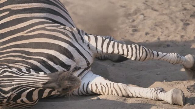 zebra w&auml;lzt sich in staubiger erde, zeitlupe