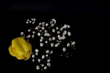 Żółte płatki tulipana  i małe białe kwiaty. © Krzysztof Głowacki