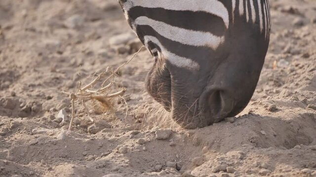 zebra in der trockenzeit: schnauze und hufe w&uuml;hlen im trockenen staub, zeitlupe