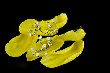 Żółte płatki tulipana  i małe białe kwiaty. © Krzysztof Głowacki