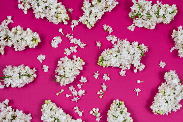 White lilac flowers on a dark pink background. The basis for the postcard. Top view, flat lay, copy...