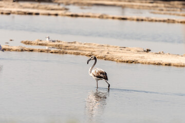 Pink Flamingo on the salt lake in an early winter morning, Atlit, Israel. 