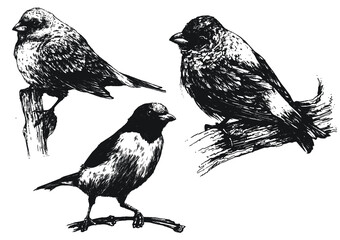 Ptaki w wektorach, rysunek czarno-biały - obrazy, fototapety, plakaty