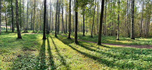 Panorama of first days of autumn in a park, long shadows, blue sky, Buds of trees, Trunks of birches, sunny day, path in the woods, yellow leafs