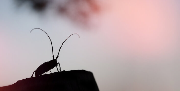 silhouette of a beetle with a large mustache against the sky
