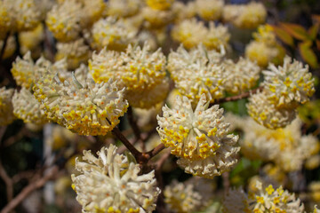 Floral yellow background. Bush with yellow flowers. Spring flowers.