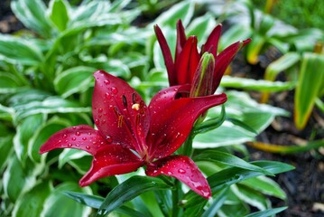Red lily flower blooming early in the season spring