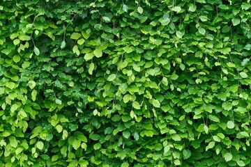 Fresh green leaves. Hornbeam hedge