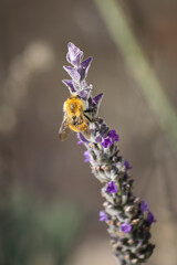 Closeup of a yellow honey bee pollinating English lavender flower on a sunny summer day