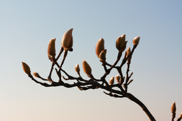 Magnolia buds branch with degrade sky background
