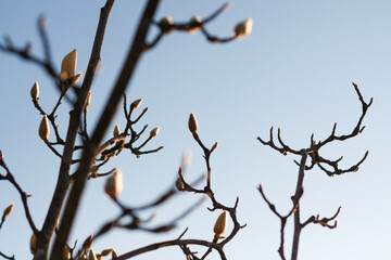 Magnolia buds branch with blue sky background