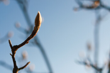 Magnolia buds branch with blue sky background
