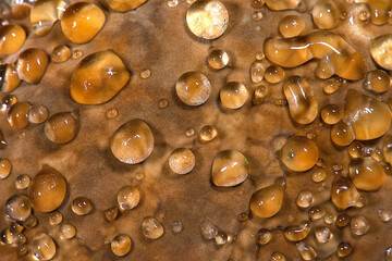 Water Droplets on a Fungal Fruiting Body