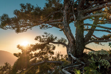 Crimean pines on Ai-Petri in the rays of the dawn sun.