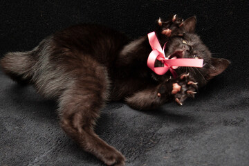 playful black kitten bares its claws