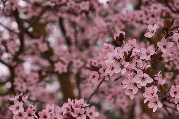 Blossoming cherry plum pink flowers