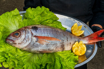 besugo o machote, pescado blanco de mucha calidad, asado en barbacoa u horno