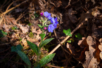 Wild blue flower in forest undergrowth