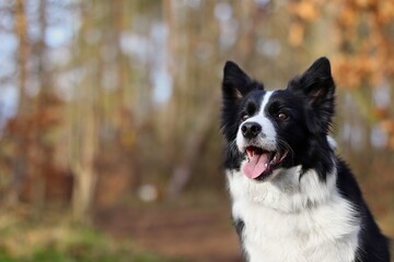 Close-up of Happy Border Collie in Autumn Forest. Adorable Black and White Dog Smiles in Nature.