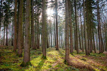 Obraz premium Nadelwald auf Wanderstrecke in Nottuln