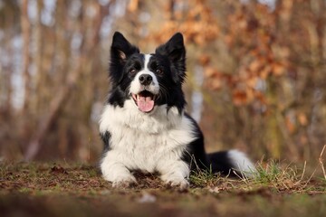 Adorable Black and White Border Collie Dog Lies Down in Autumn Forest. Happy Sheepdog in Nature.