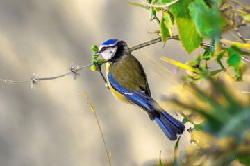 Blue Tit | Cyanistes caeruleus