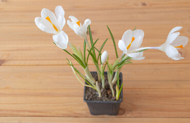 White crocus flower in the pot on wooden background - Selective focus